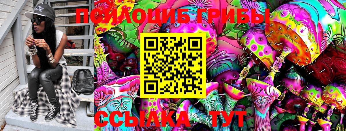 сколько стоит  Псилоцибиновые грибы Cubensis  Чебоксары  Псилоцибиновые грибы MAGIC MUSHROOMS 